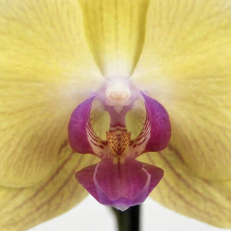 Macro close-up of yellow Phalaenopsis orchid bloom showing vivid magenta-purple lip and golden column detail, rare Amsterdam import