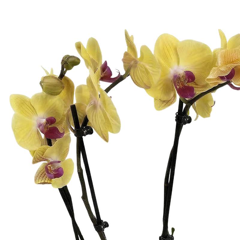 Three-spike yellow Phalaenopsis orchid with cascading golden blooms and green buds, luxury orchid plant delivery Cape Town | Fabulous Flowers