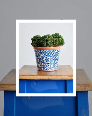 Succulent in a Blue Pot Plant