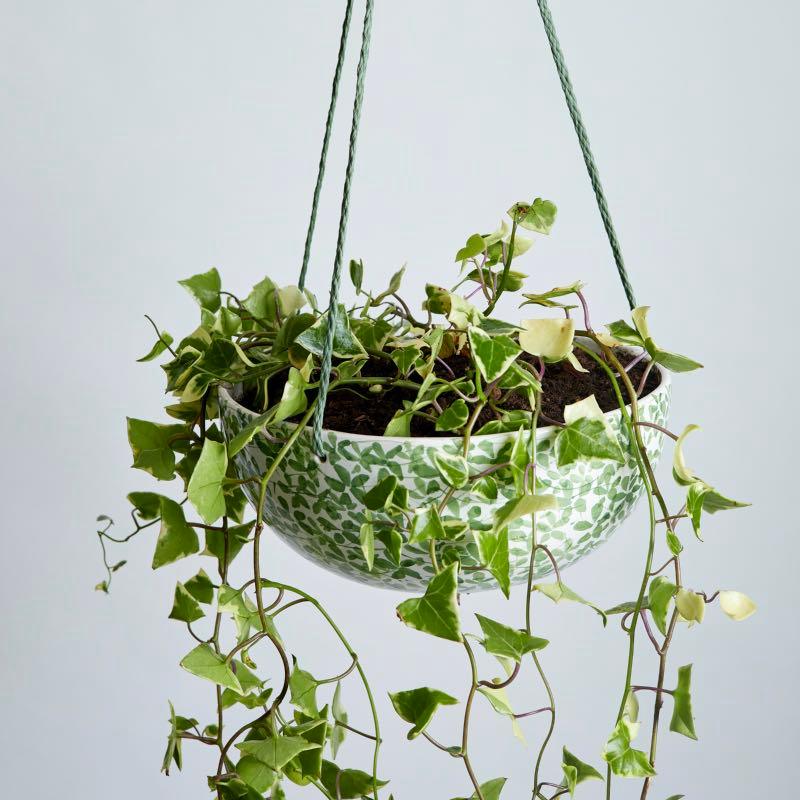 Enlgish Ivy in a locally created ceramic container | Fabulous Flowers