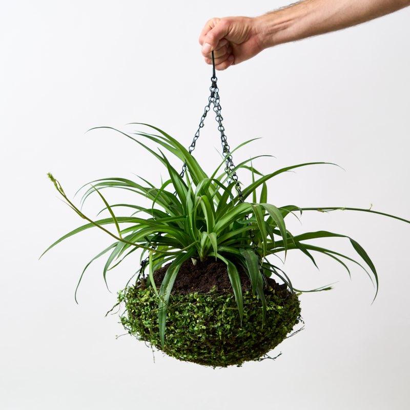 Spider Plants are a favourite houseplant worldwide, officially known as Chlorophytum comosum. Plants are good for the planet. Order from our exclusive range of potted plants delivered same day by Fabulous Flowers.