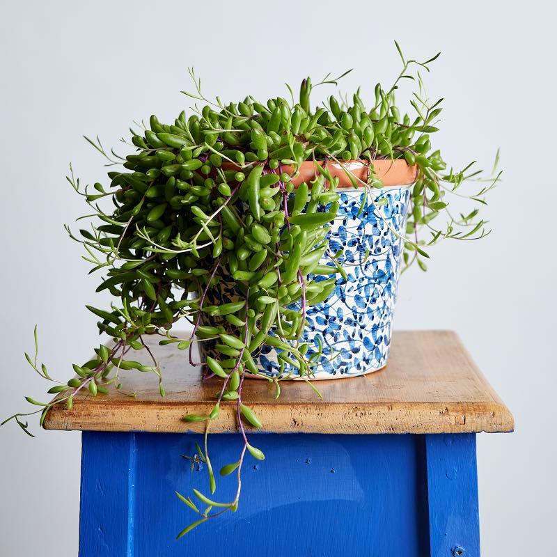 Indoor pot plant in beautiful locally sourced ceramic vase | Fabulous Flowers