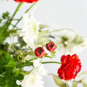 Close up on red ranunculus and white scabiosa - Fabulous Flowers