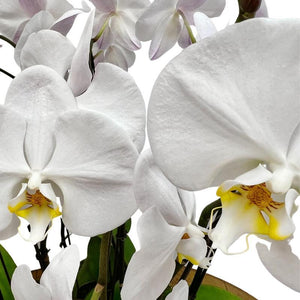 Everyone loves these phalaenopsis plants, and your gift will be appreciated by your recipient or thoroughly admired in your own home. White orchids are excellent gifts for your colleague, supervisor, or business partners. They also make gorgeous romantic gifts for an anniversary or other romantic occasion. Order your white orchid gift today, and we will deliver it to their doorstep. Fabulous Flowers