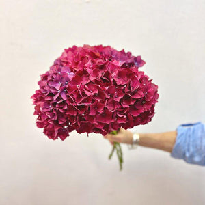Maroon Hydrangea Bouquet - Fabulous Flowers