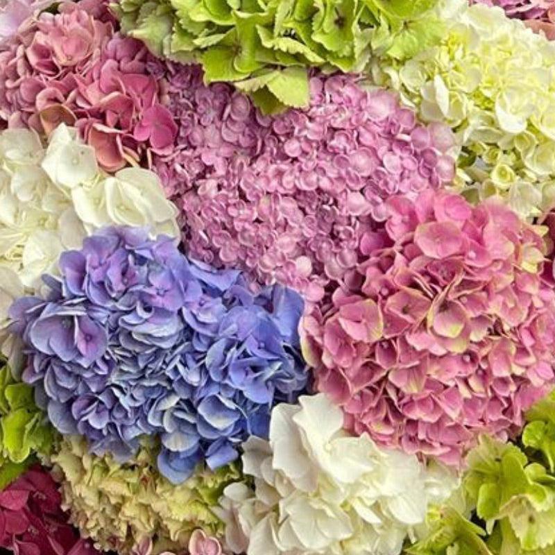 Bunch of beautiful Multicoloured Hydrangeas | Fabulous Flowers Florist near me