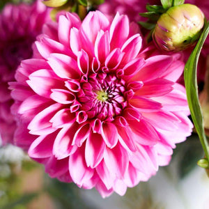 Close up image of a pink dahlia | Fabulous Flowers