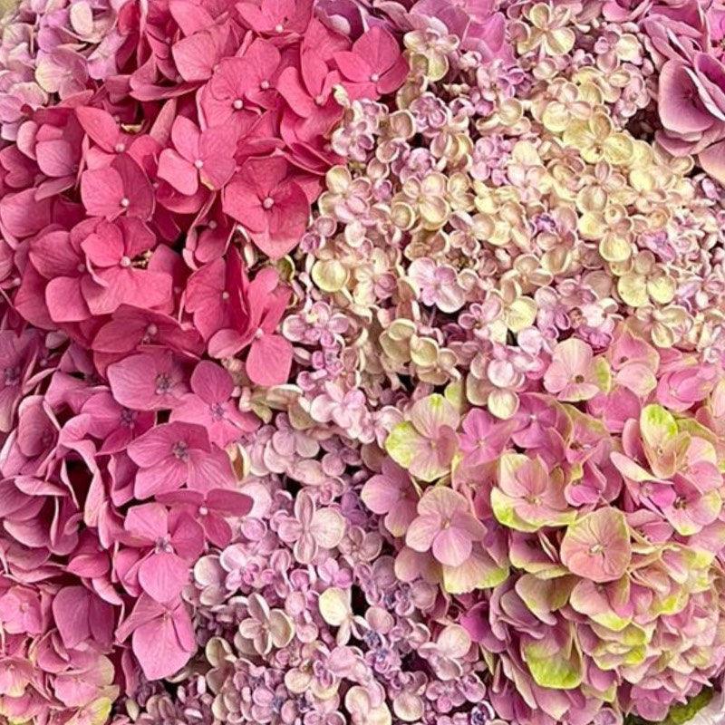 Close up of pink hydrangea bouquet for Cape Town delivery | Fabulous Flowers and Gift Delivery