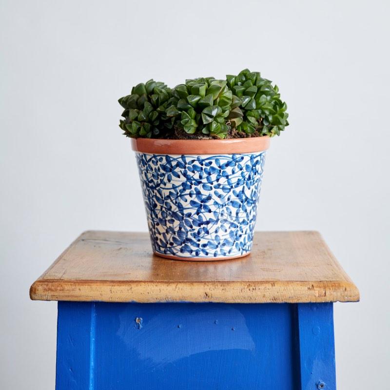 Succulent in a gorgeous Blue Pot Plant | Fabulous Flowers