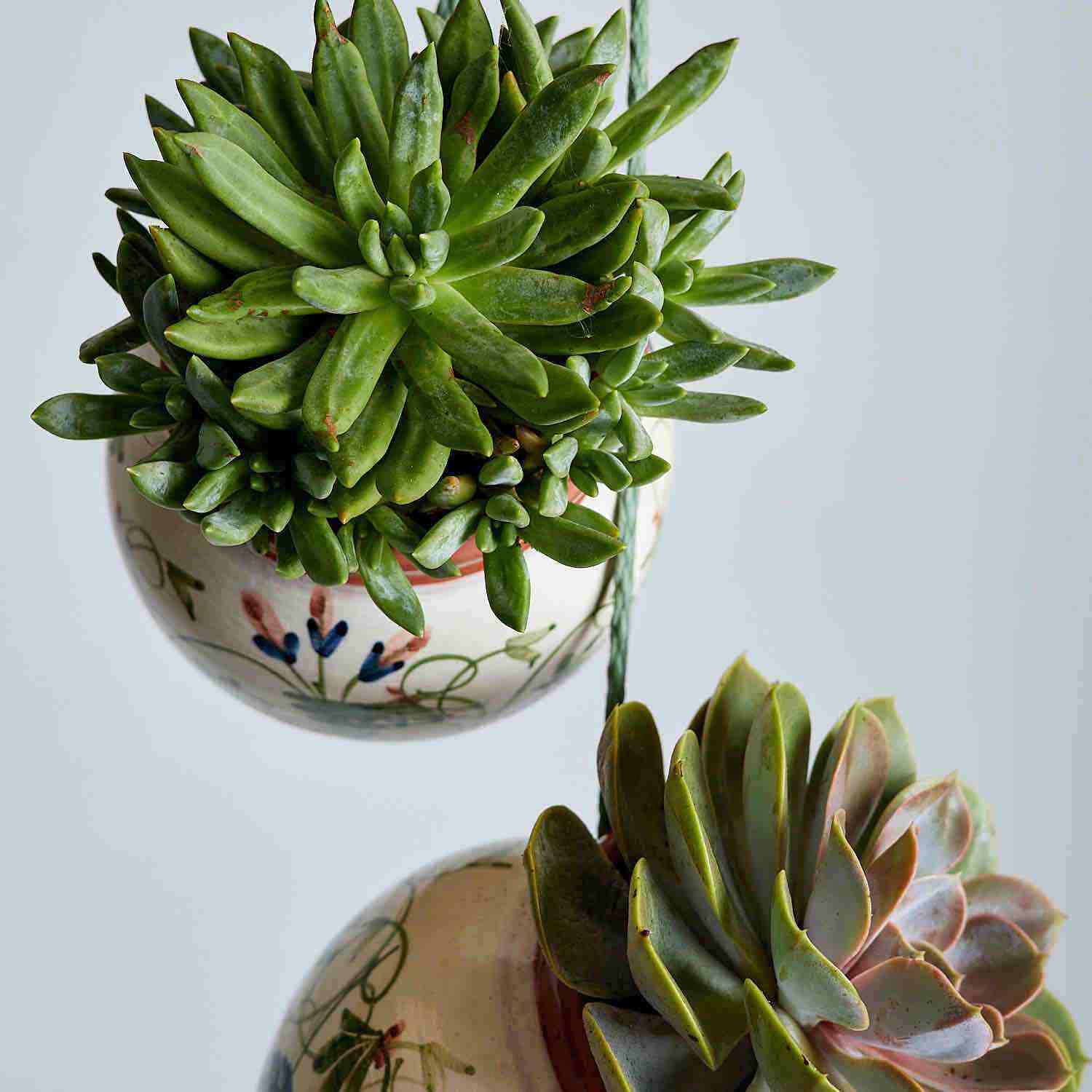 Succulents Just Hanging Out | Fabulous Flowers