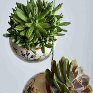 Succulents Just Hanging Out Pot Plants | Fabulous Flowers
