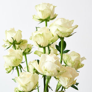 Ten white roses in brown vase for same day delivery in Cape Town.