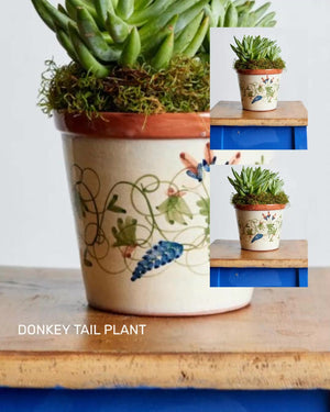 Donkey Tail Pot Plant