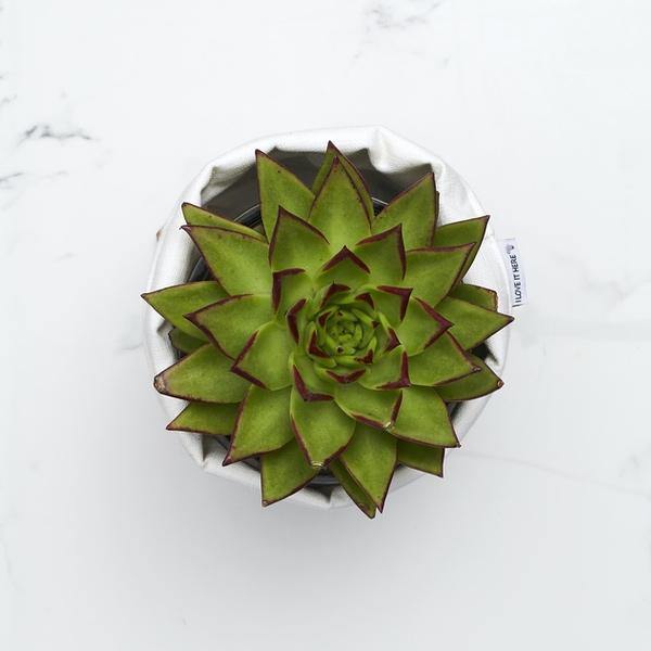 Blooming Wild Pot Plant - alternate view