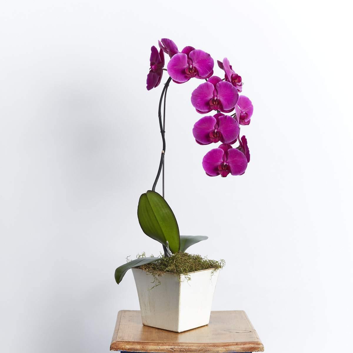 Cerise Pink Orchid - Fabulous Flowers Cape Town Flower Delivery