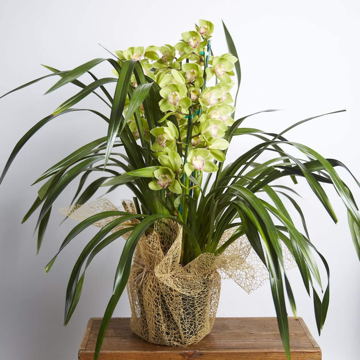 Cymbidium Orchids - Fabulous Flowers Cape Town Flower Delivery