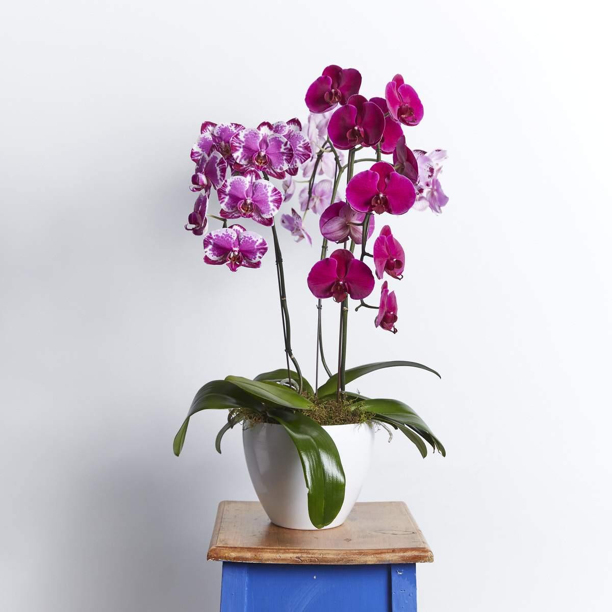 Gorgeous and Graceful Orchids - Fabulous Flowers Cape Town Flower Delivery