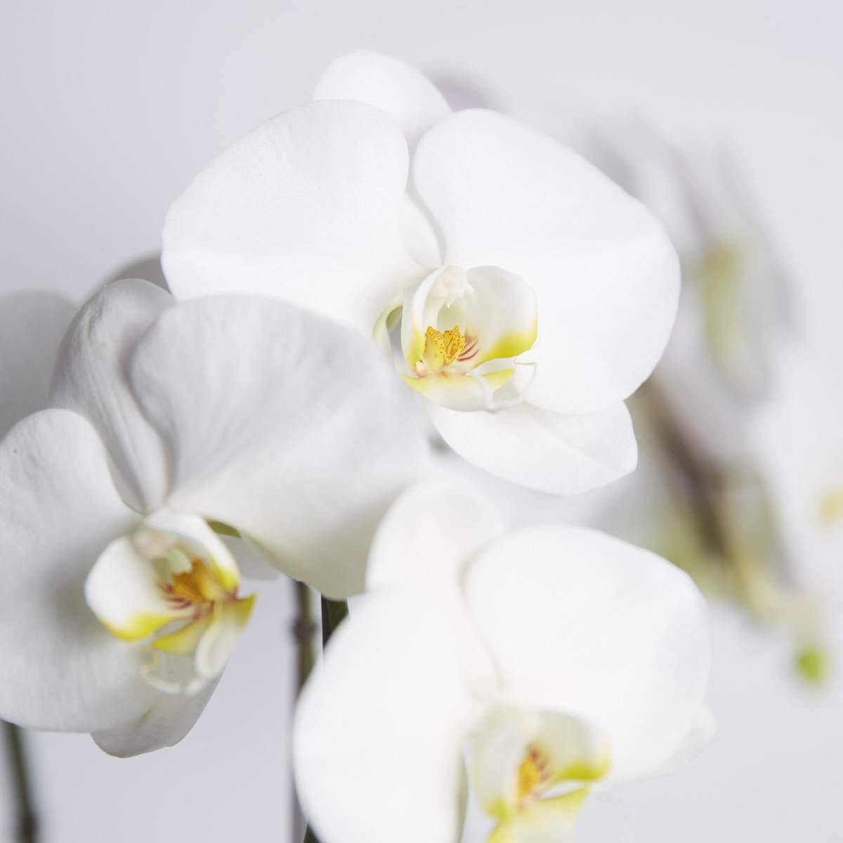 Peace & Serenity Orchid - Fabulous Flowers Cape Town Flower Delivery