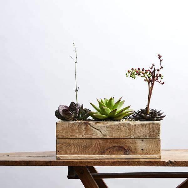 Succulent Surprise arranged in wooden box, a trio of succulents - Fabulous Flowers