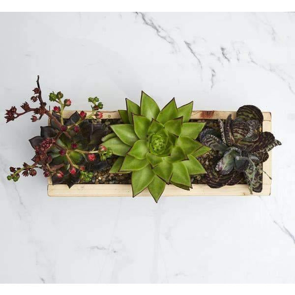 Succulent Surprise arranged in wooden box, a trio of succulents - Fabulous Flowers