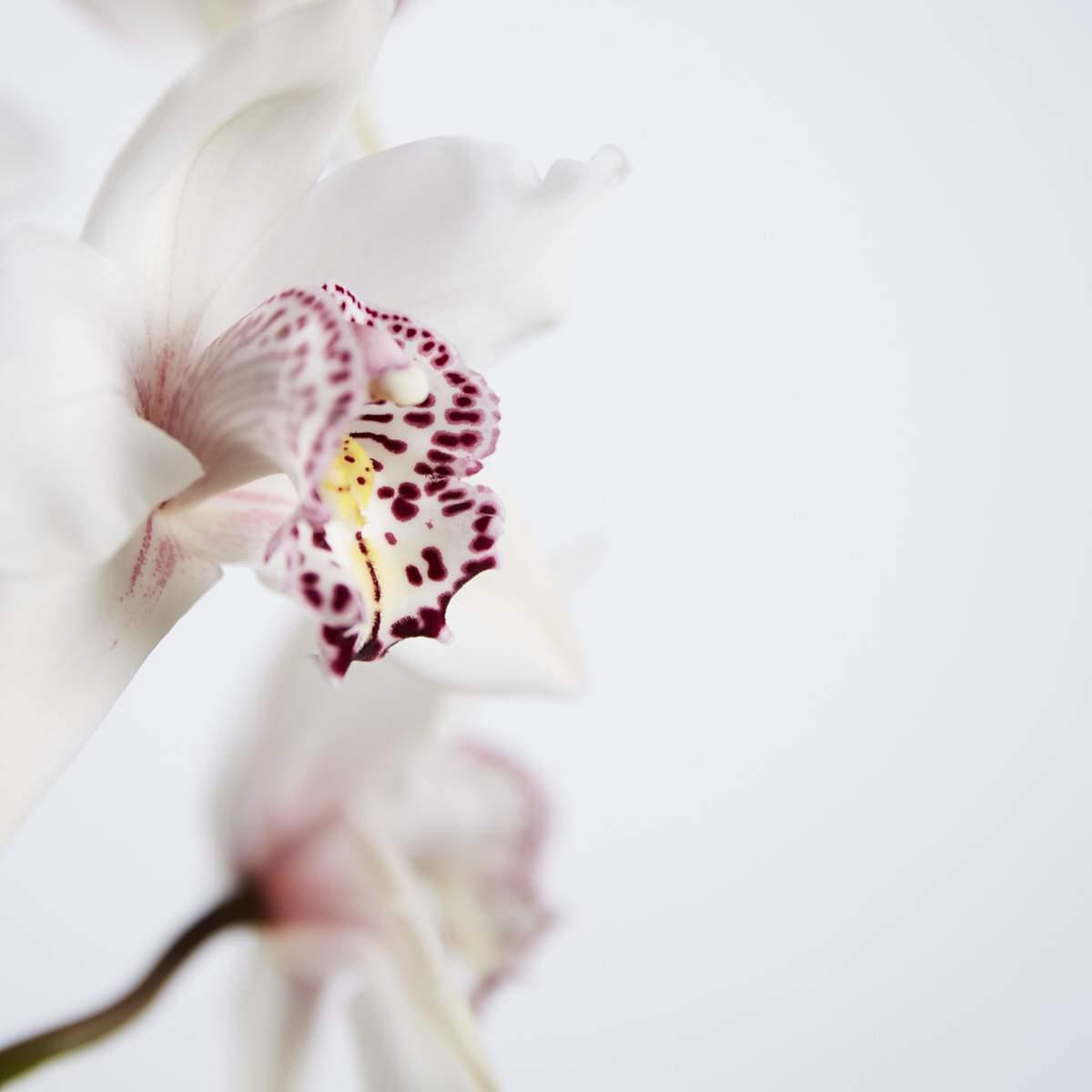Two Spiked Cymbidium Orchids - Fabulous Flowers Cape Town Flower Delivery