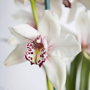 Two Spiked Cymbidium Orchids - Fabulous Flowers Cape Town Flower Delivery